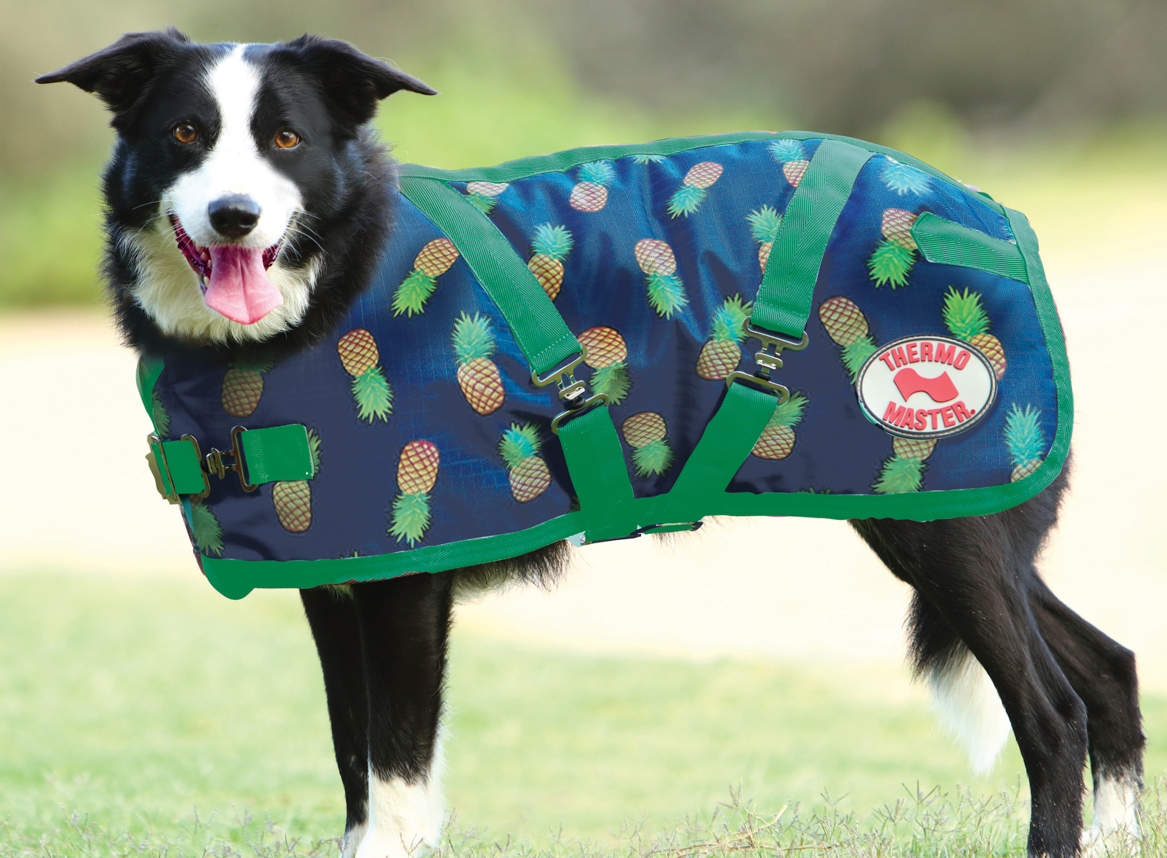 pineapple dog sweater
